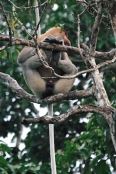 ProboscisMonkey_Sukau_0254 (247)_m